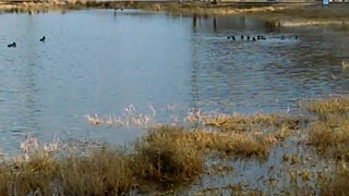 Ducks waddling in groups at lake in the park