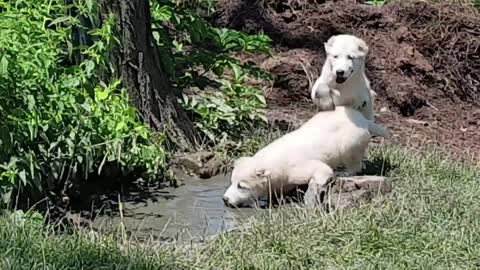 Curios Alabai puppie's around the water