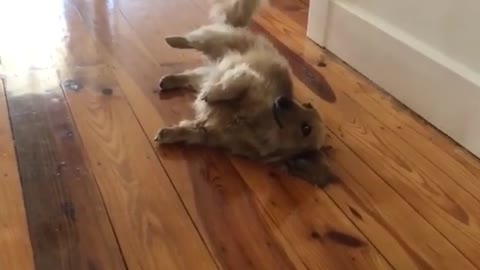 Cute pup rolls over for afternoon nap