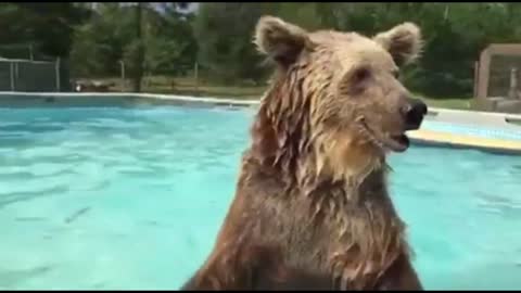 Bear goes for dip in swimming pool, almost tears it apart