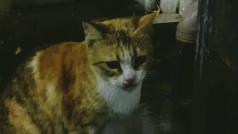 पियासी बिल्ली की live video। Dubai।Live video of thirsty cat.