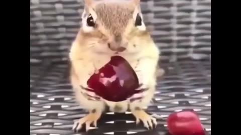 Cute adorable baby animals doing funny and cute things