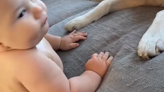 Baby Bites Dogs Tongue