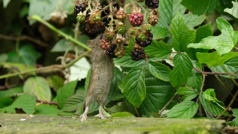 Cute Wild Mice Eating Blackberries.