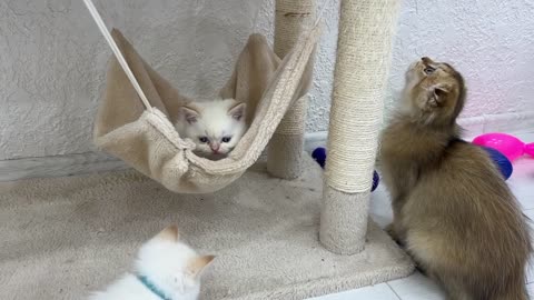 Little kittens having fun - fighting, playing, hiding and catching up