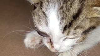 Kitty Suffers Swollen Face from Parasitic Fly