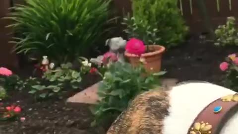 Cute dog eating watermelon 🍉