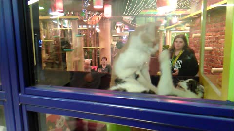 Tabby Cats Fighting in Cafe