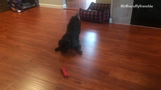 Black dog plays with red bone on hardwood floors