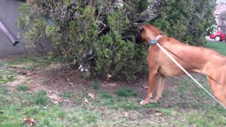 Harley the 13-Month old Boxer Puppy Meets Her First Cat