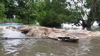 Mysterious Animal Carcass Floats Up from Grave