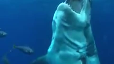 shark attacked in sea water | live footage | OMG VIDEOS