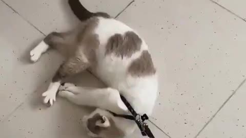 Gato com preguiça e soninho da tarde sendo arrastado pela sua dona