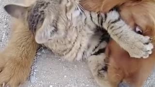 Dog v/s cat fight