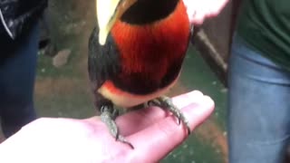 Cute little bird! He is beautiful!