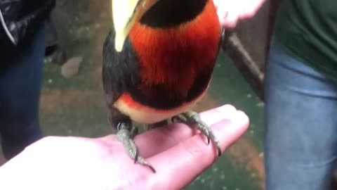 Cute little bird! He is beautiful!