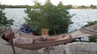 Dogs chase boats in Key West