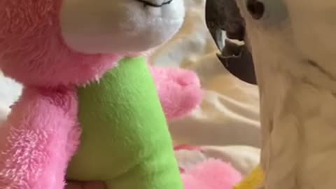 Cockatoo loves stuffed animal
