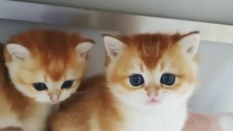 Funny and Cute Cat Videos #229
