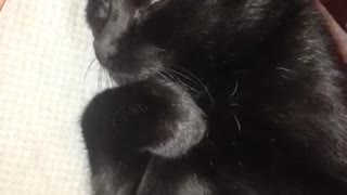 Black cat laying down