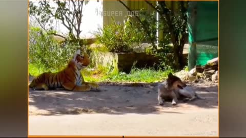 Dog prank with lion