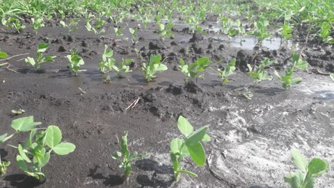 Pea field after watering
