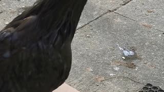 Deathmetal Rooster Sings His Tune