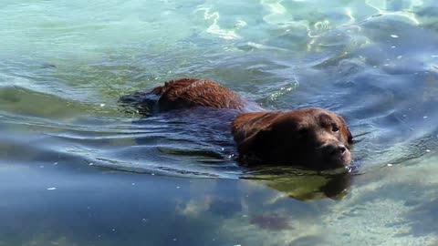 Dog swims and walks in the water