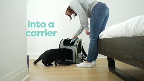 how to train a cat These commands can be taught