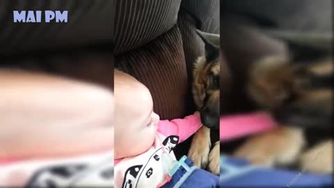 GERMAN SHEPHERD Dogs Playing And Protecting Babies Compilation