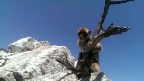 Wild monkey steals tourist's hat in Gibraltar