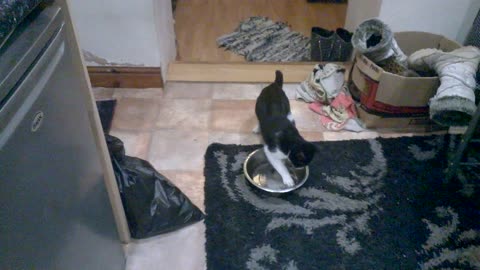 Kitten plays in drinking water bowl