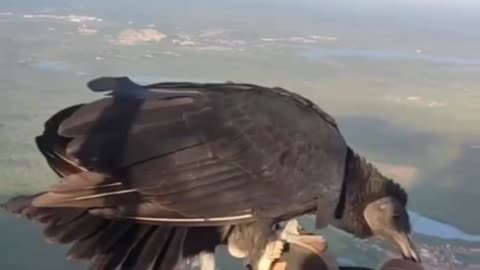 Unbelievable- Vulture Lands on Paraglider Over Brazil