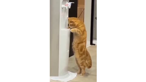 Funny Cats. Funny Pet Videos. Try Not To Laugh new video
