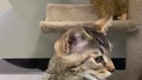 Kittens Jump On Each Other After Seeing Woman Outside Pet Shopp