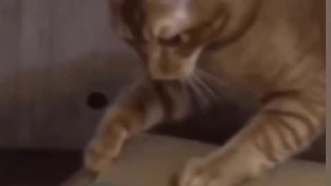 Cat Viral Funny video 😹😹