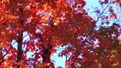 Autumnal Panoramas