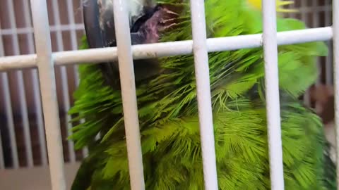 Blind parrot laughs at joke