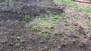 Backyard RC Track