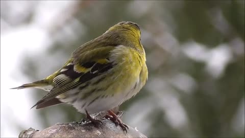 Birds of Many Colours ,Baby Animals