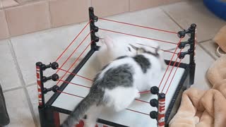 Kittens Clash in Wrestling Ring