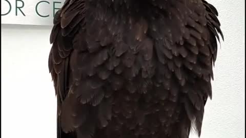 baldeagle