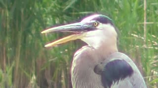 67 Toussaint Wildlife - Oak Harbor Ohio - Great Blue Heron Having Problem Swallowing