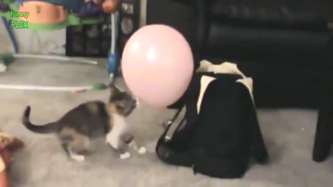 Funny cats vs. baloons