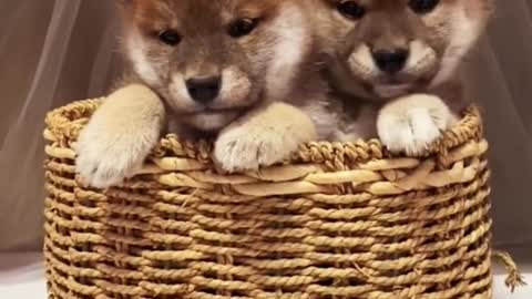 Most Adorable Doggo Basket Ever