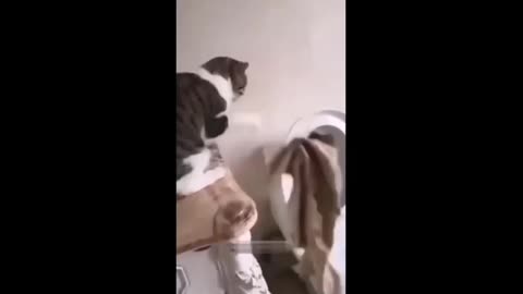 Funny cat moments. Viral cat videos.