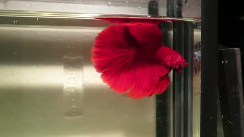 GIANT Red Halfmoon Male Betta Fish