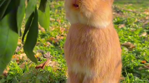 Cute Rabbit is eating oranges 😊😊
