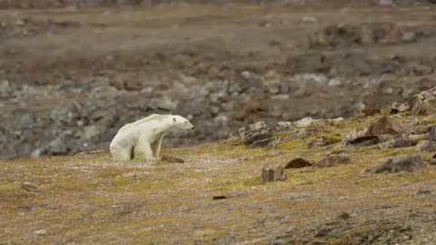A dying polar bear, these were the final hours of his life, it’s truly heartbreaking