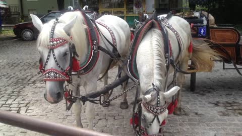 Baby's first horse and carriage ride